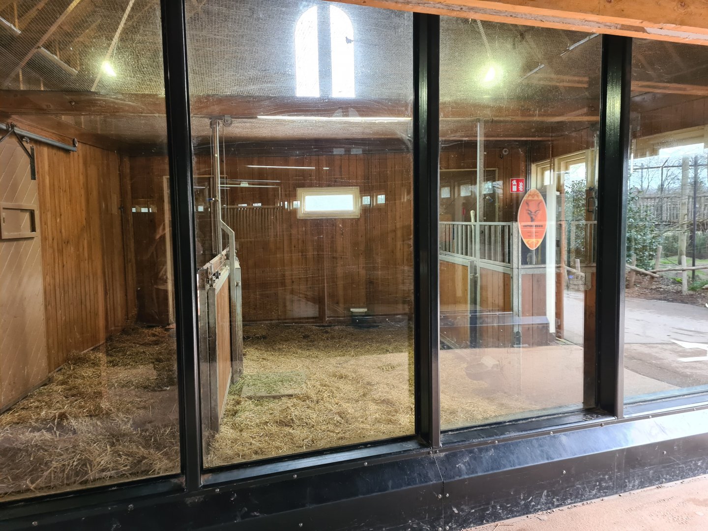 Africa - Red River hog stables