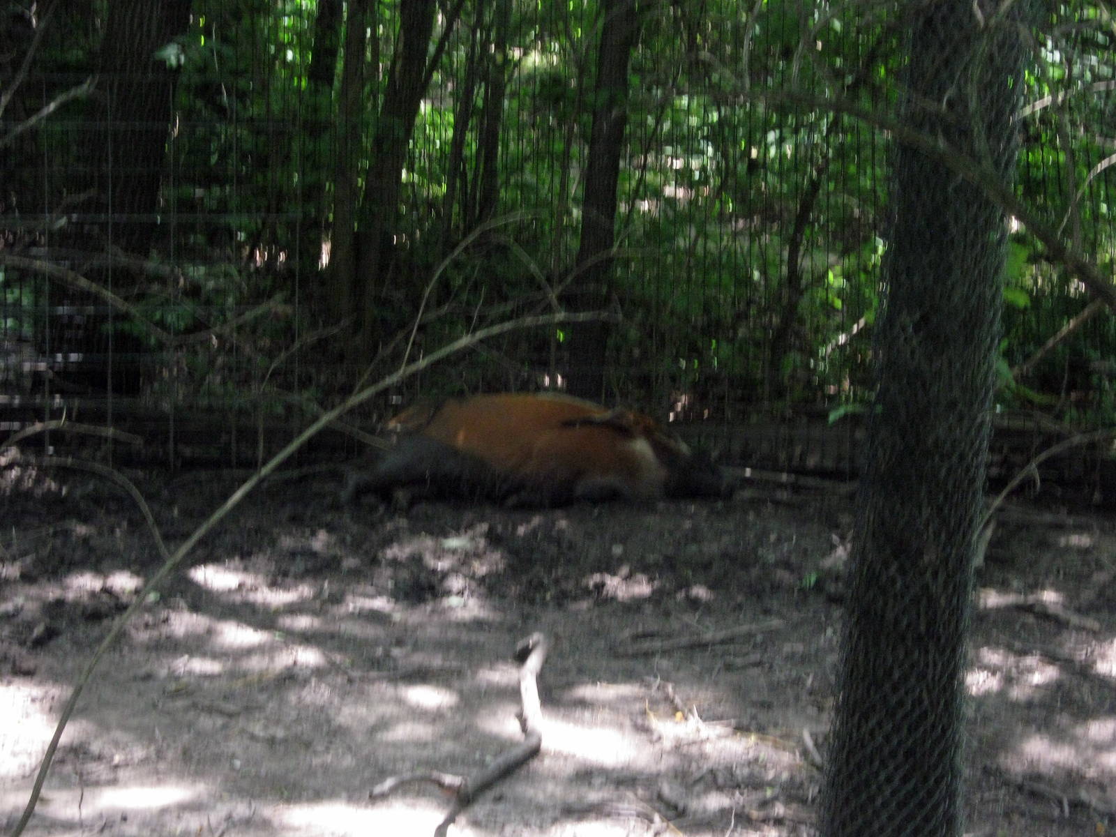 Africa-Red River Hog
