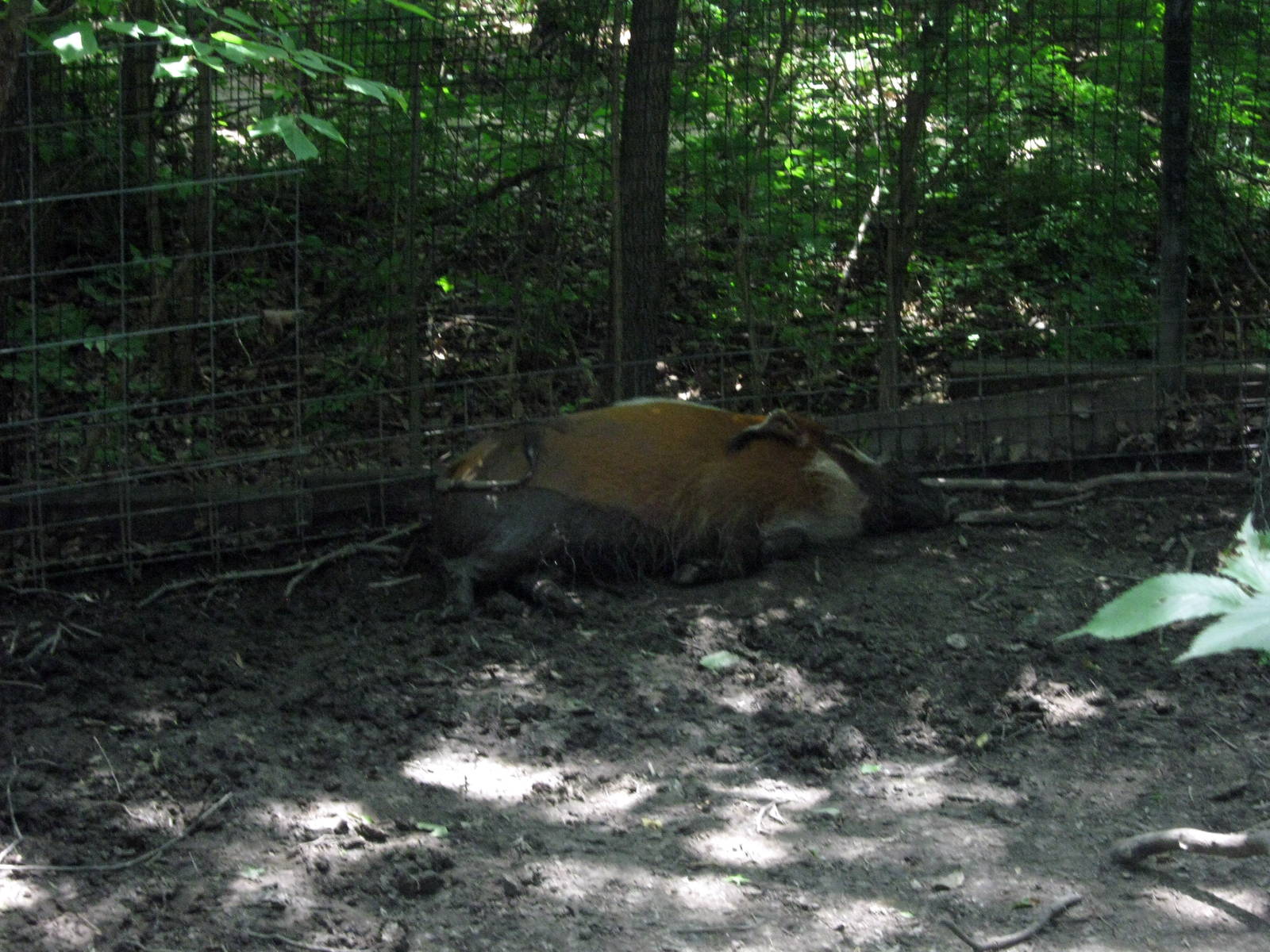 Africa-Red River Hog