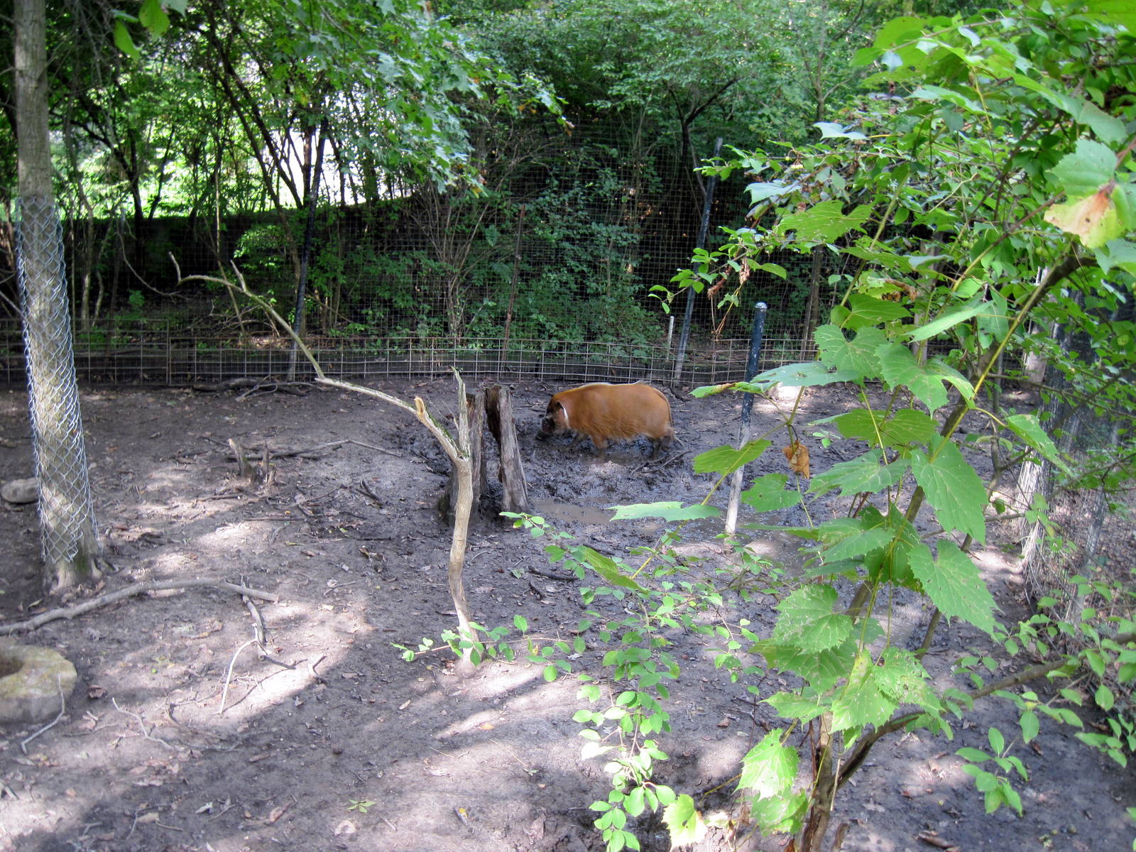 Africa-Red River Hog