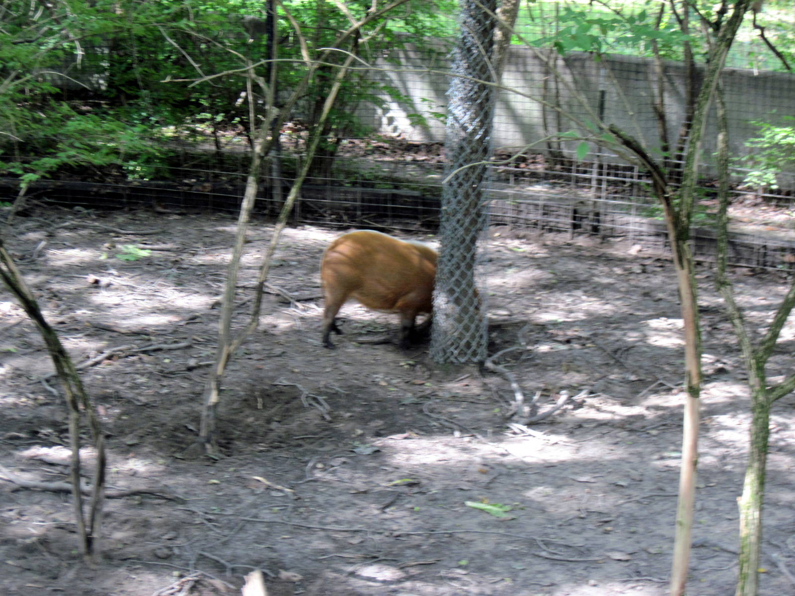 Africa-Red River Hog