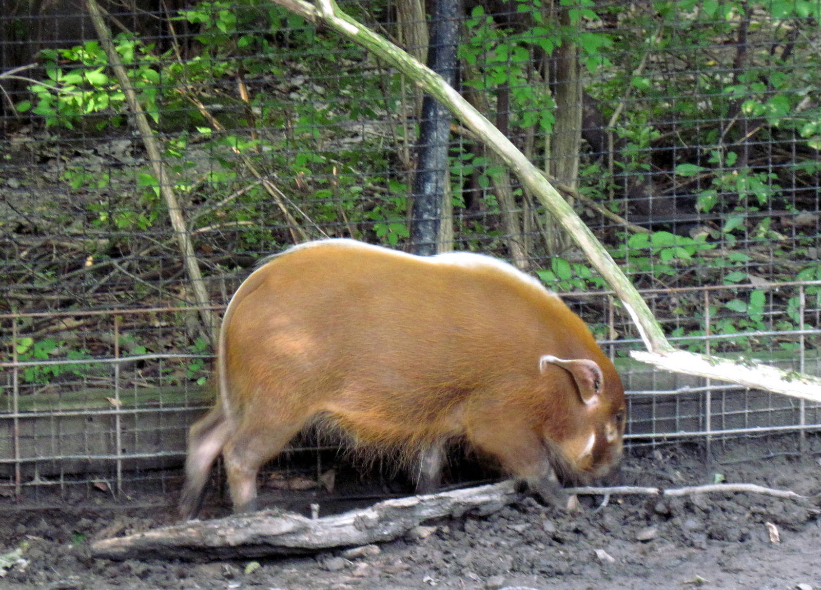 Africa-Red River Hog