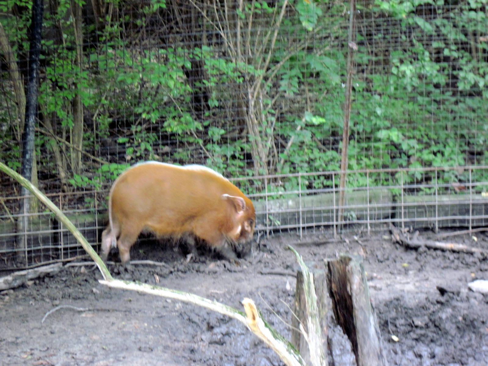 Africa-Red River Hog
