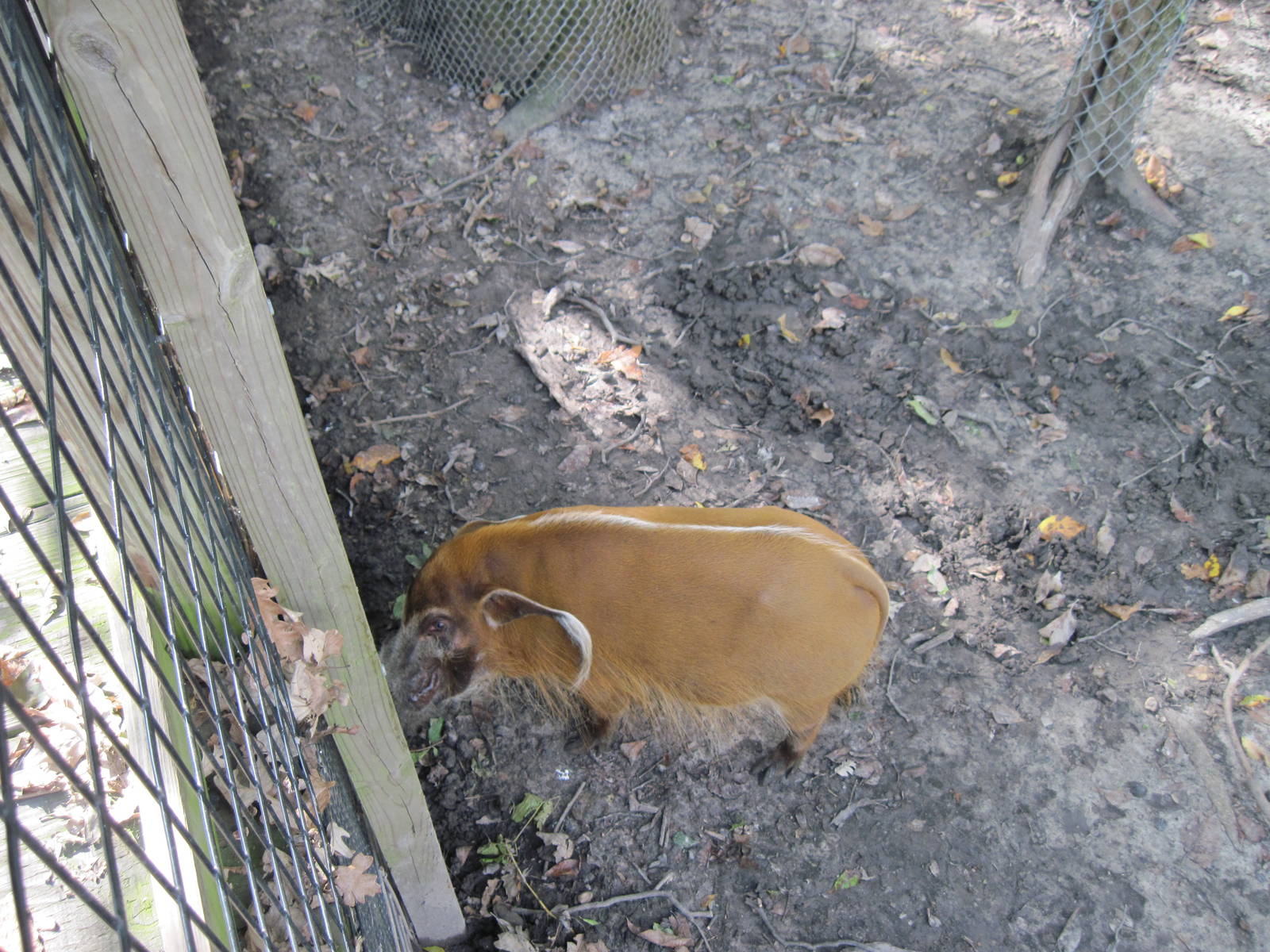 Africa-Red River Hog