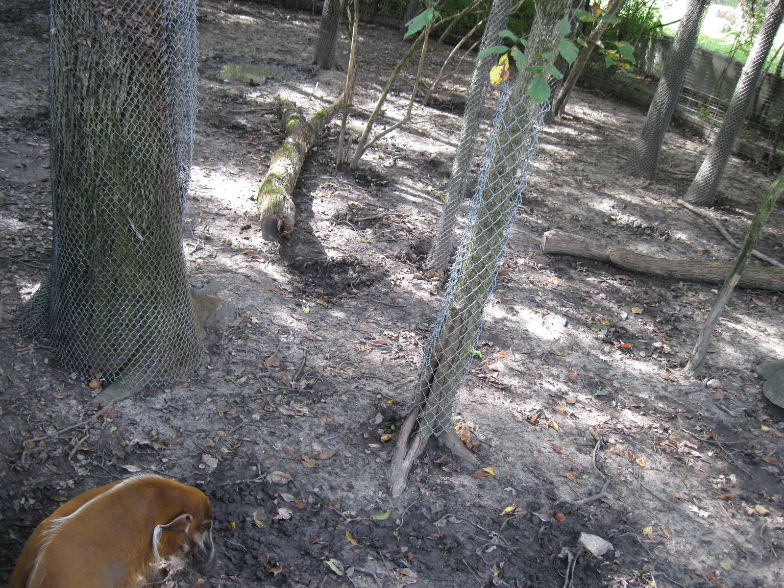 Africa-Red River Hog