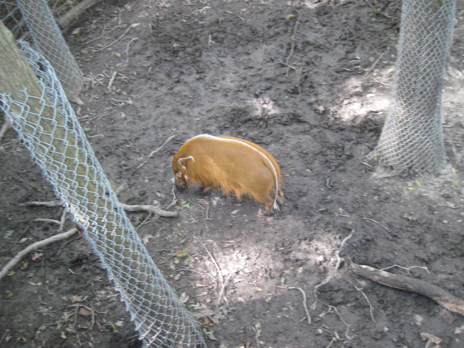 Africa-Red River Hog