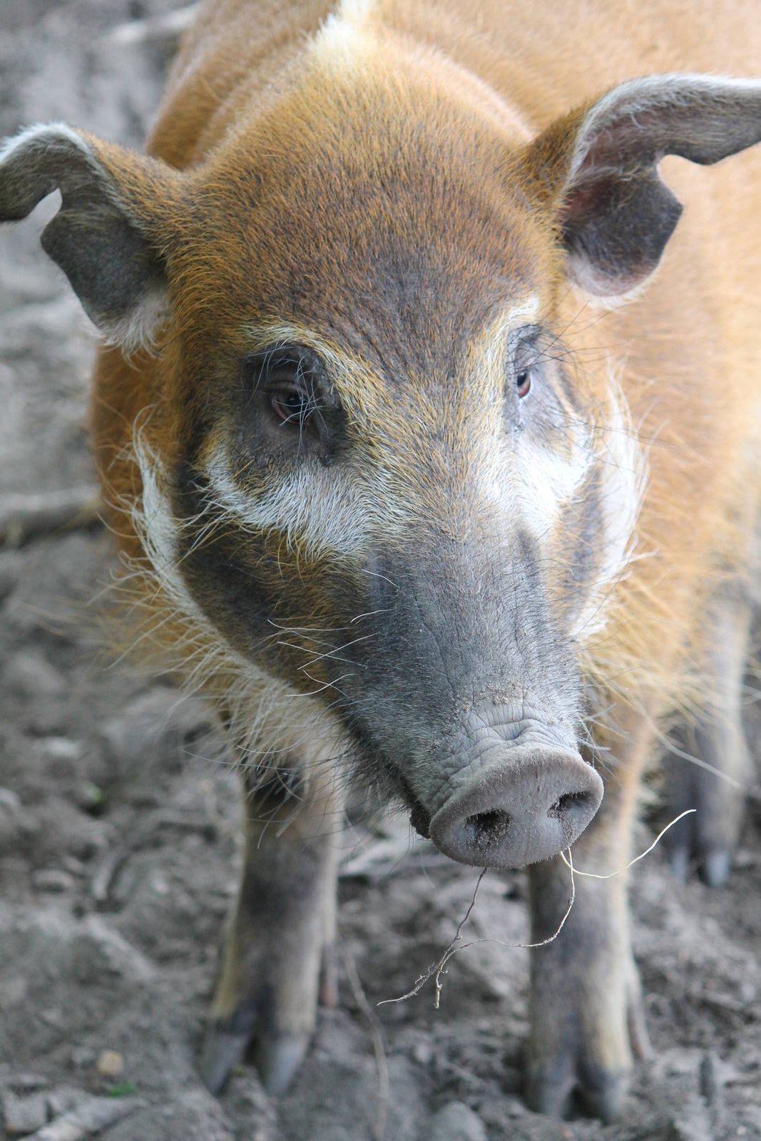 Africa - Red river hog