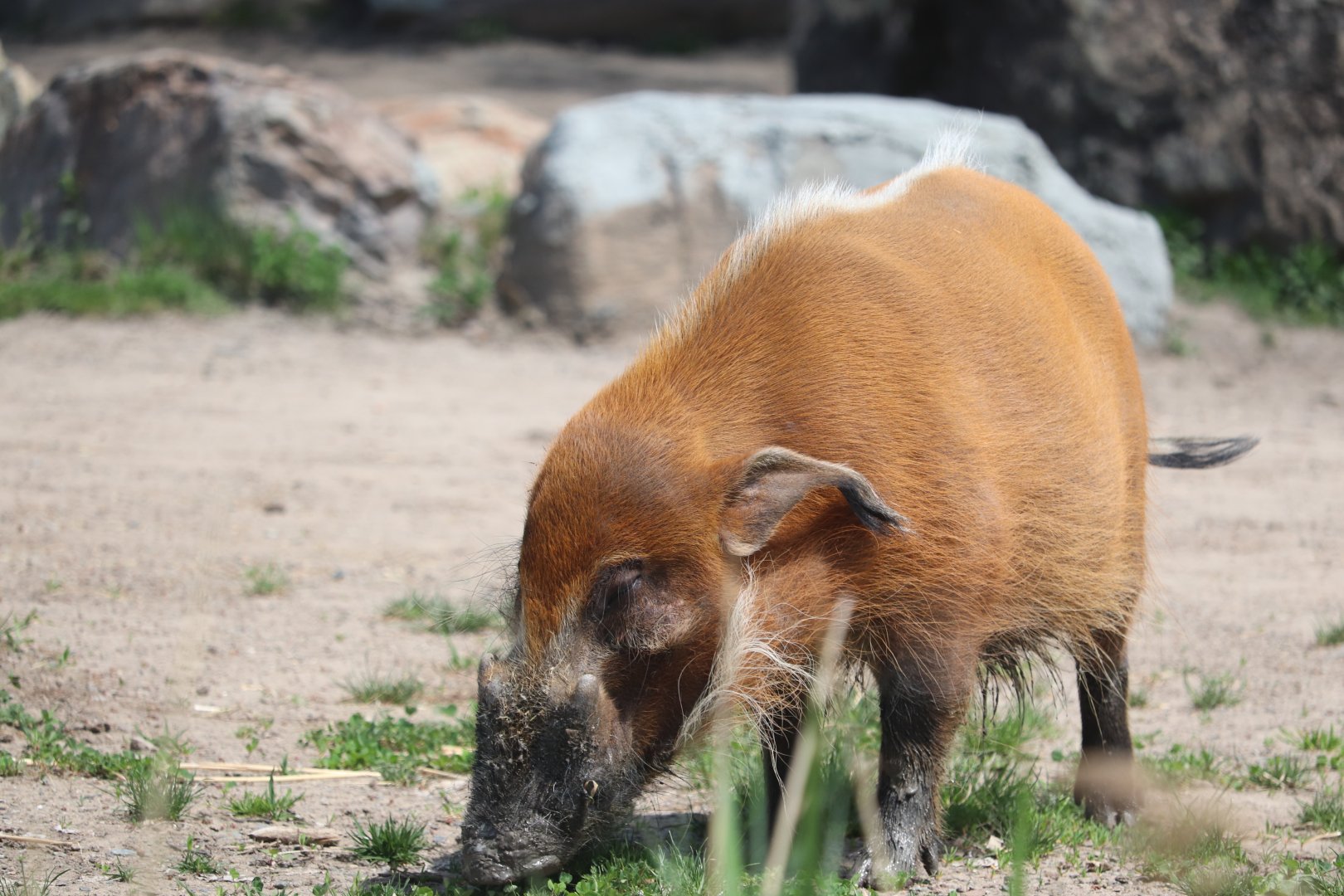 Africa - Red River Hog