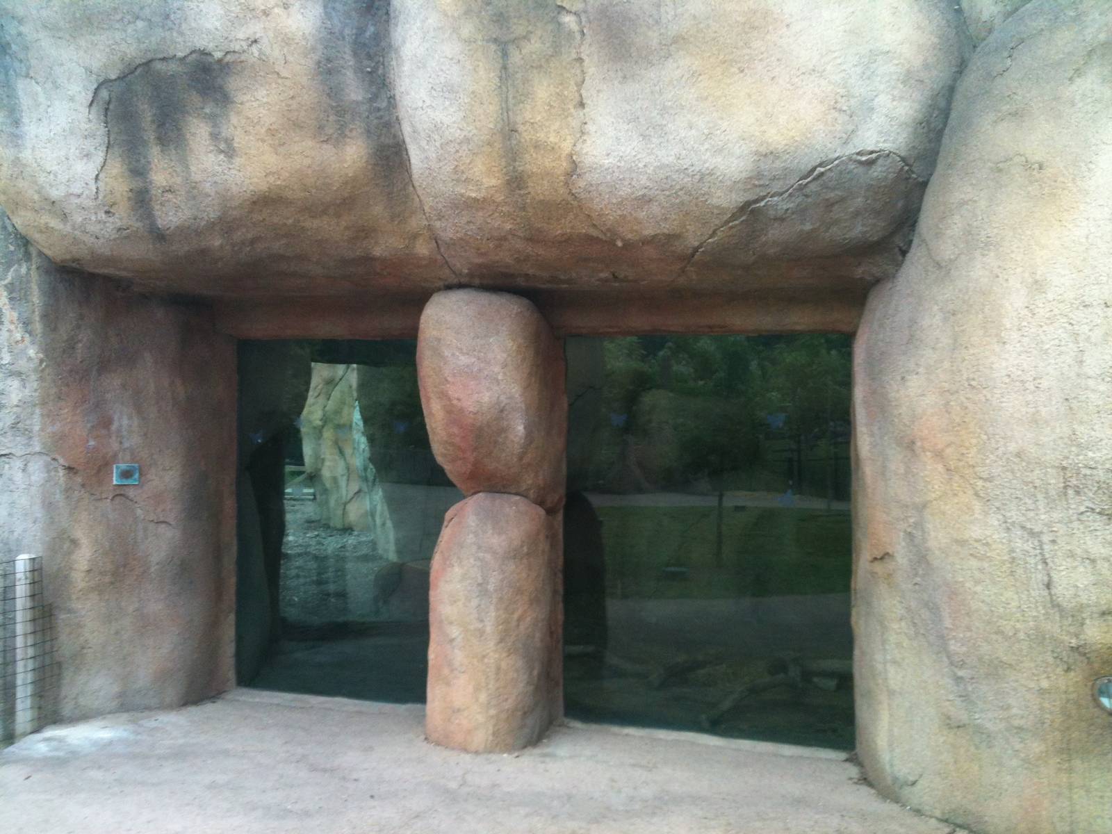 Africa- Red River Hogs