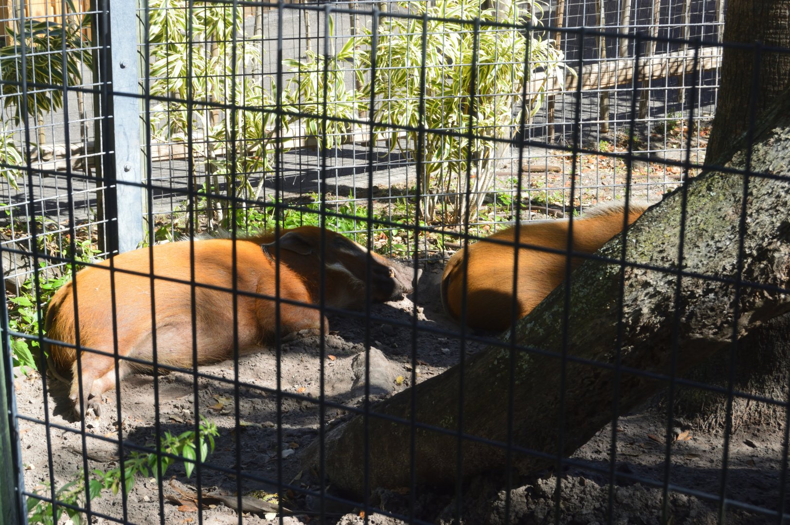 Africa - Red River Hogs