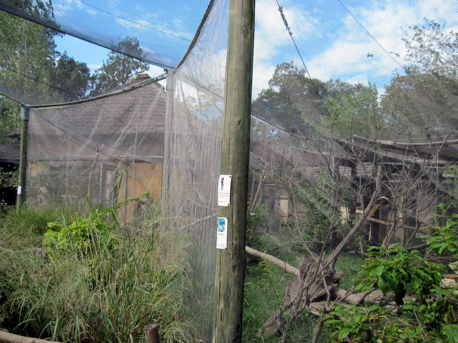 Africa-Red-ruffed Lemur and Silvery-cheeked Hornbill