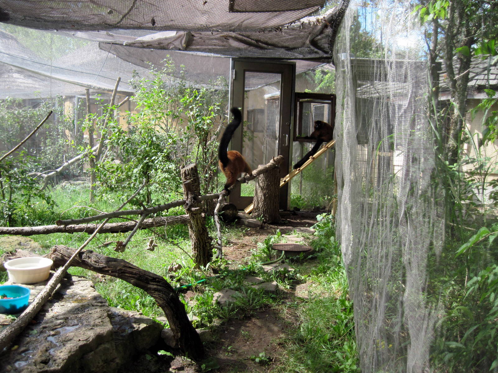 Africa-Red-ruffed Lemur Exhibit