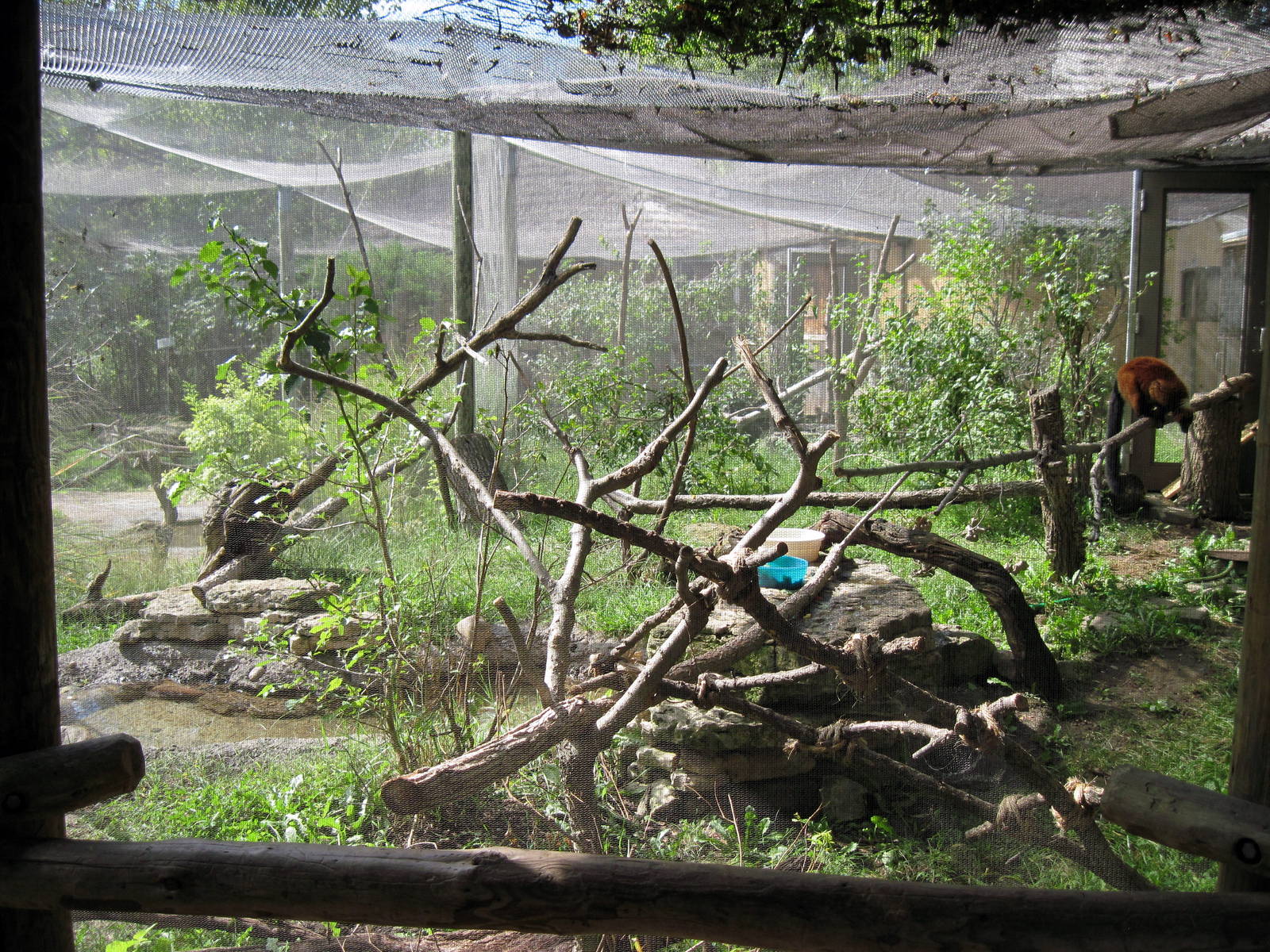 Africa-Red-ruffed Lemur Exhibit
