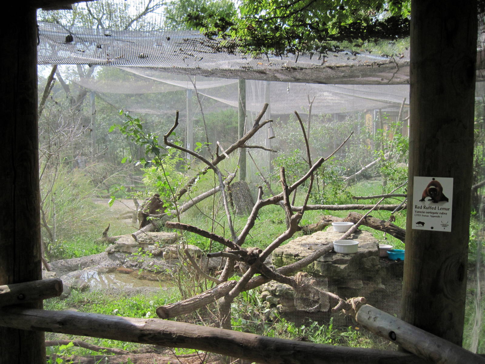 Africa-Red-ruffed Lemur Exhibit