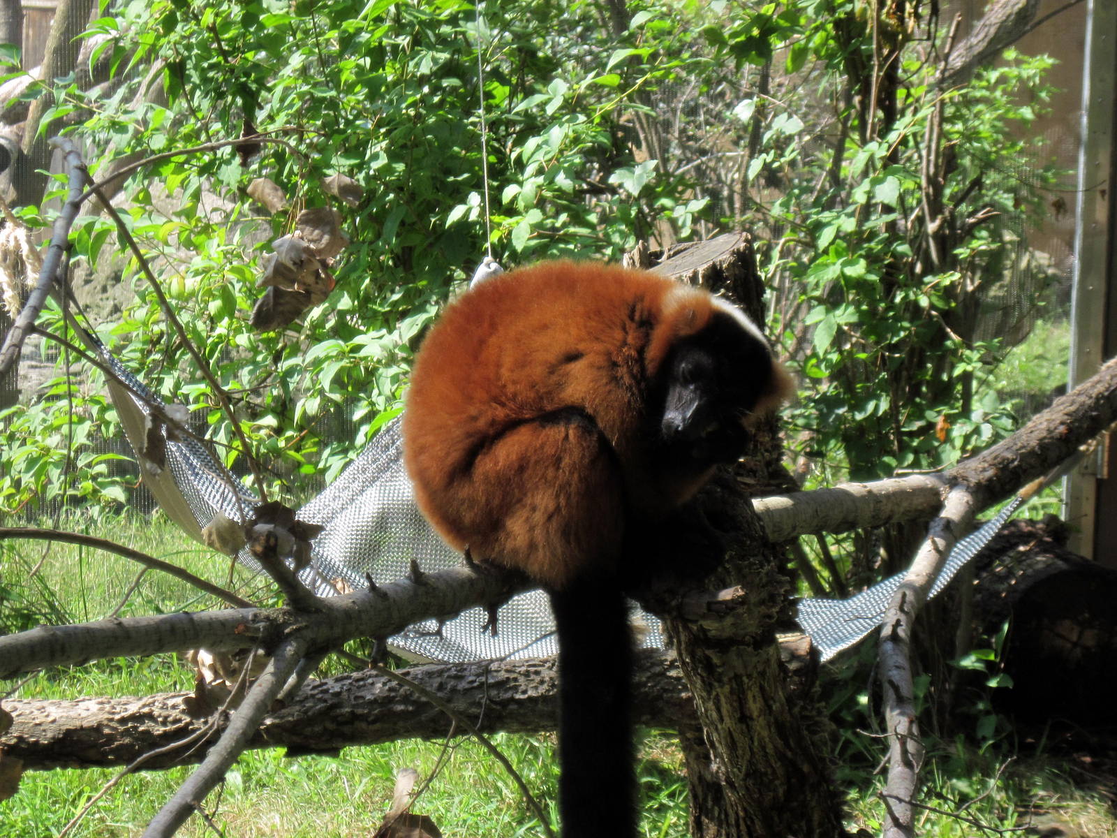 Africa-Red Ruffed Lemur