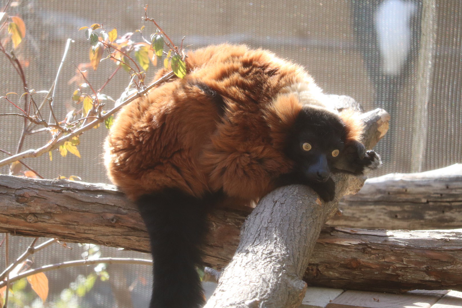 Africa - Red Ruffed Lemur
