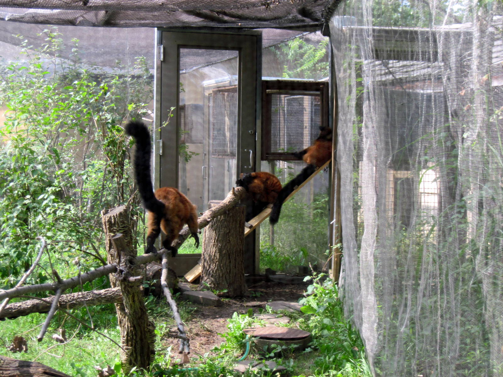 Africa-Red-ruffed Lemurs