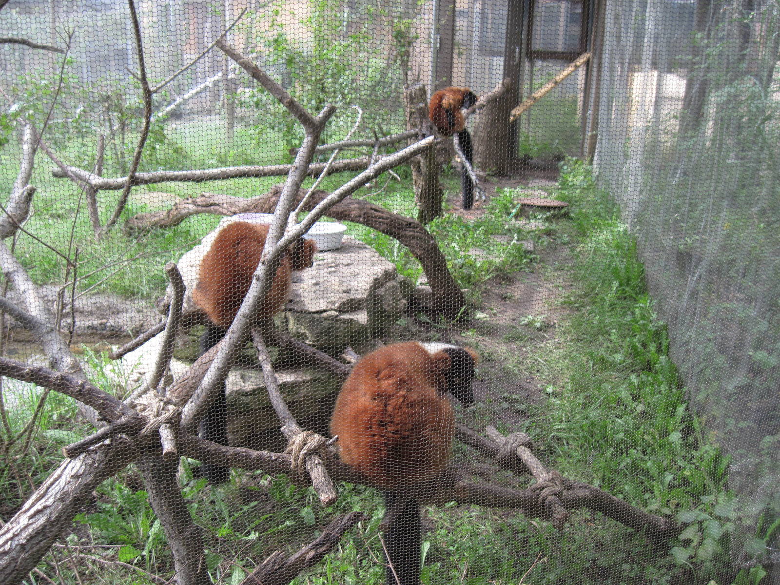 Africa-Red-ruffed Lemurs