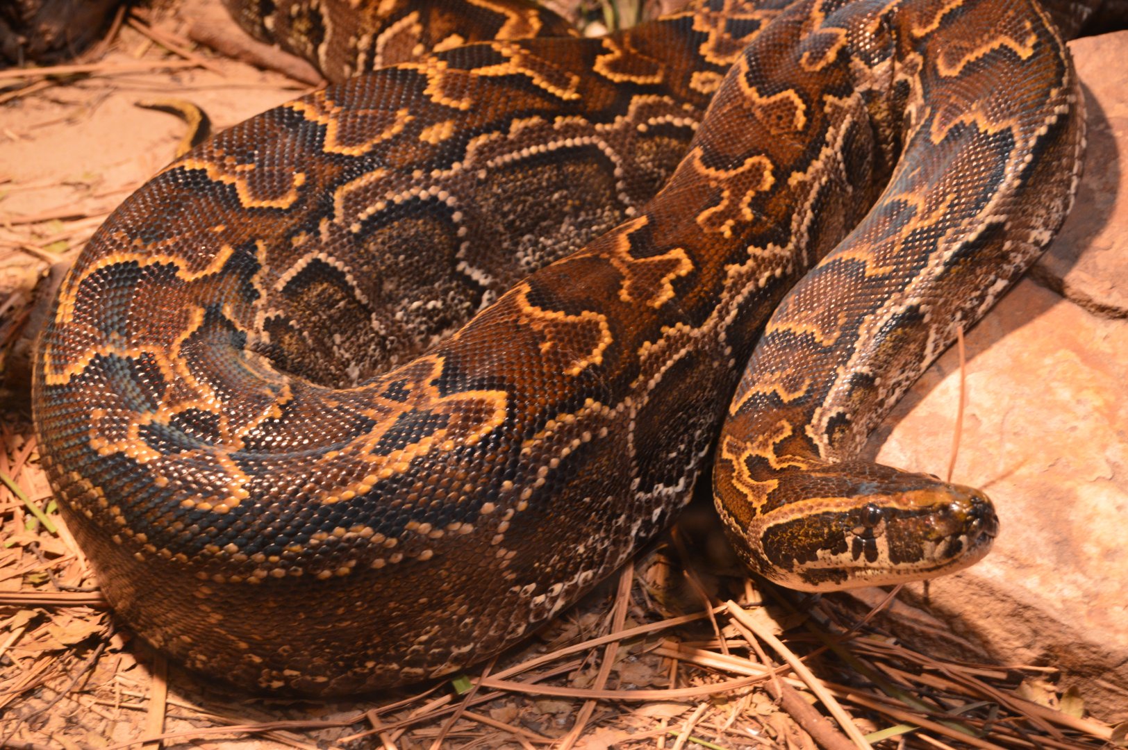 Africa/Reptiles of the Seronera - African Rock Python
