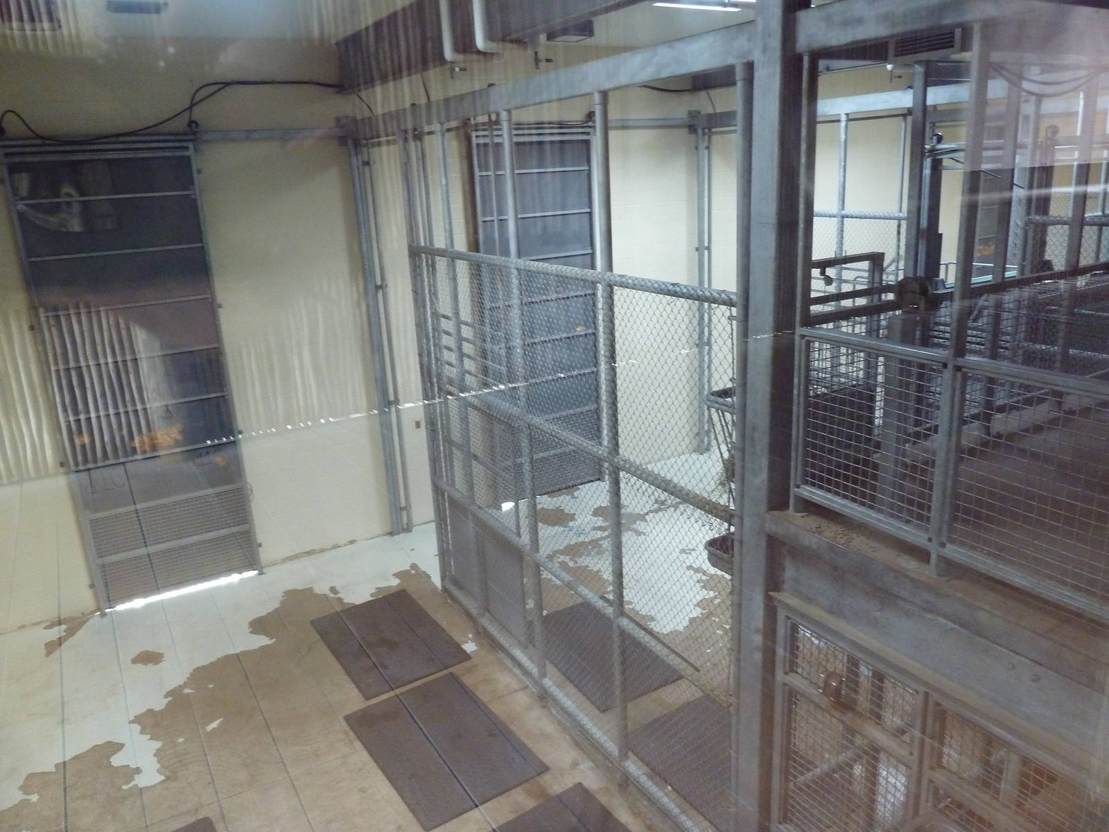 Africa! - Reticulated Giraffe Barn