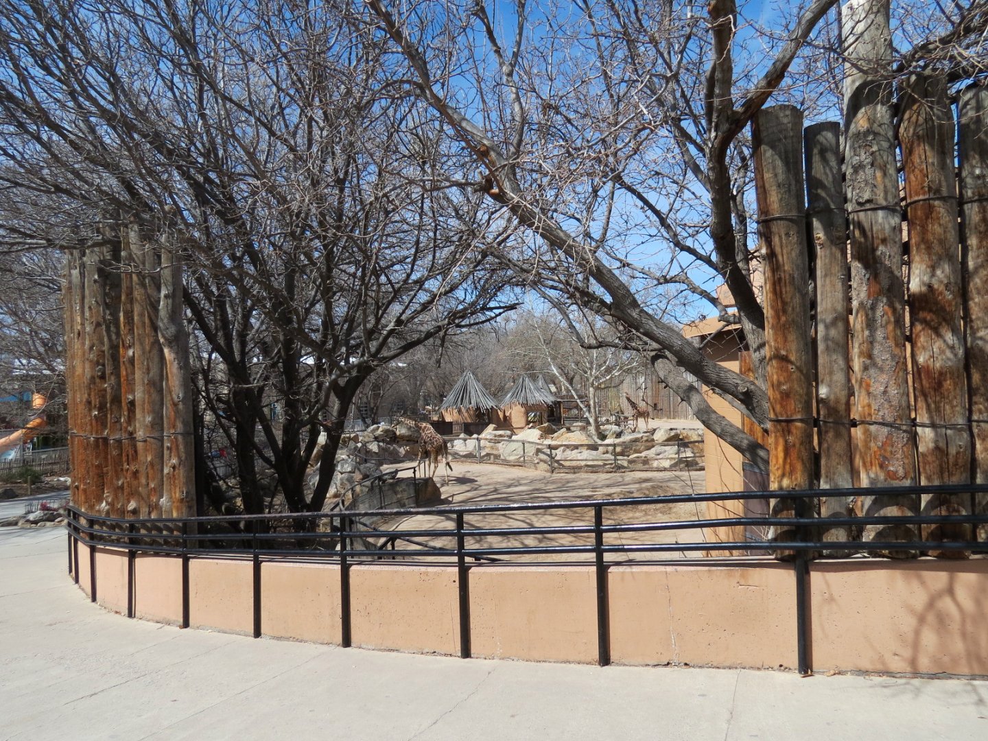 Africa - Reticulated Giraffe Exhibit Viewing Area