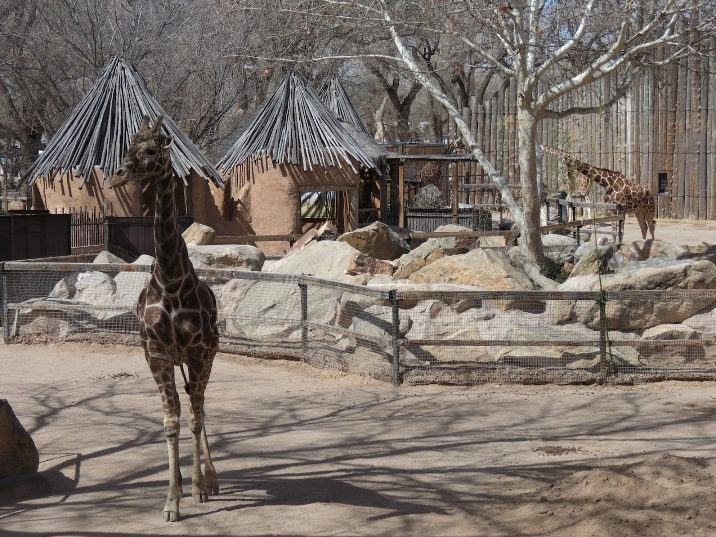 Africa - Reticulated Giraffe Exhibit