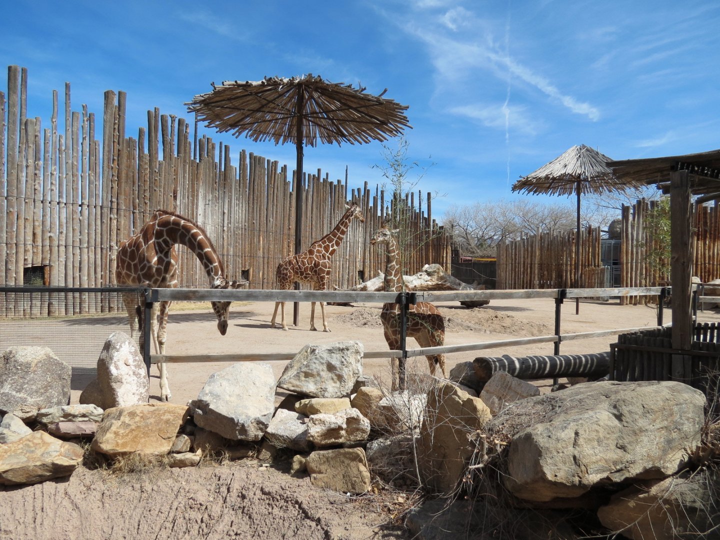 Africa - Reticulated Giraffe Exhibit