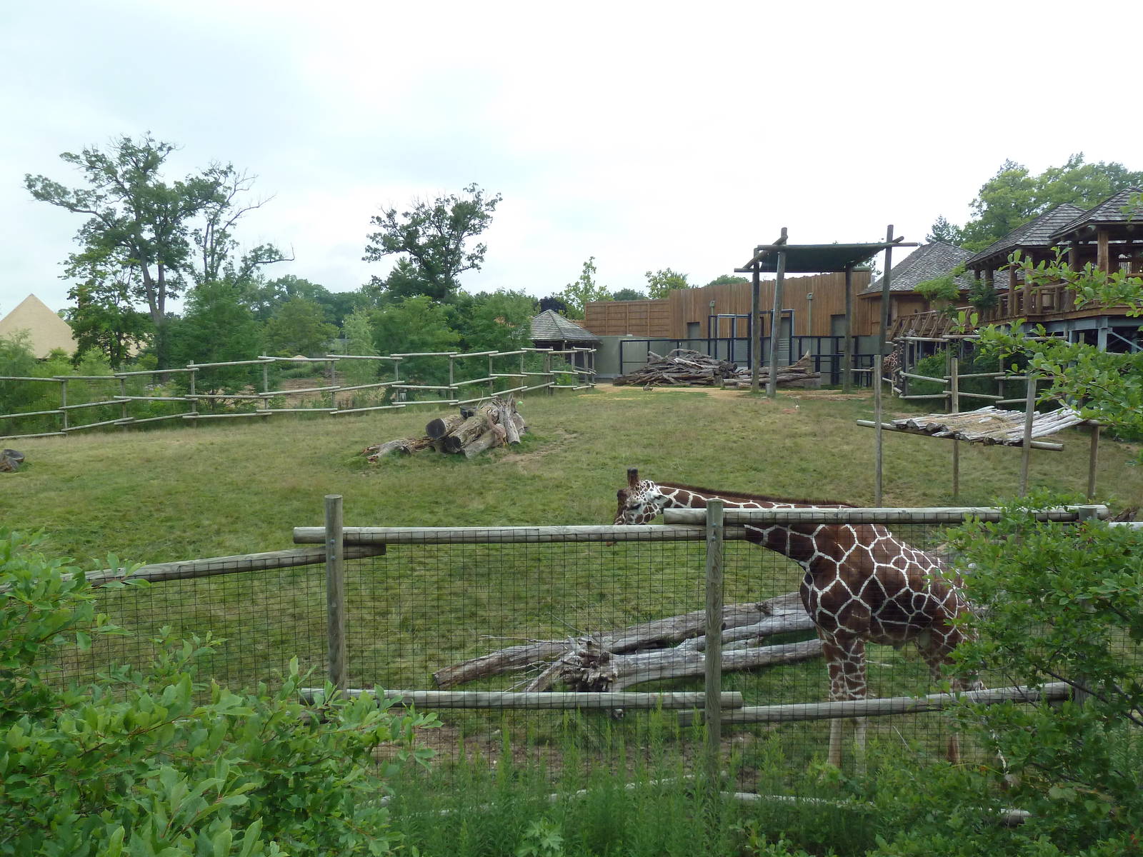 Africa! - Reticulated Giraffe/Gerenuk/Thomson's Gazelle Exhibit