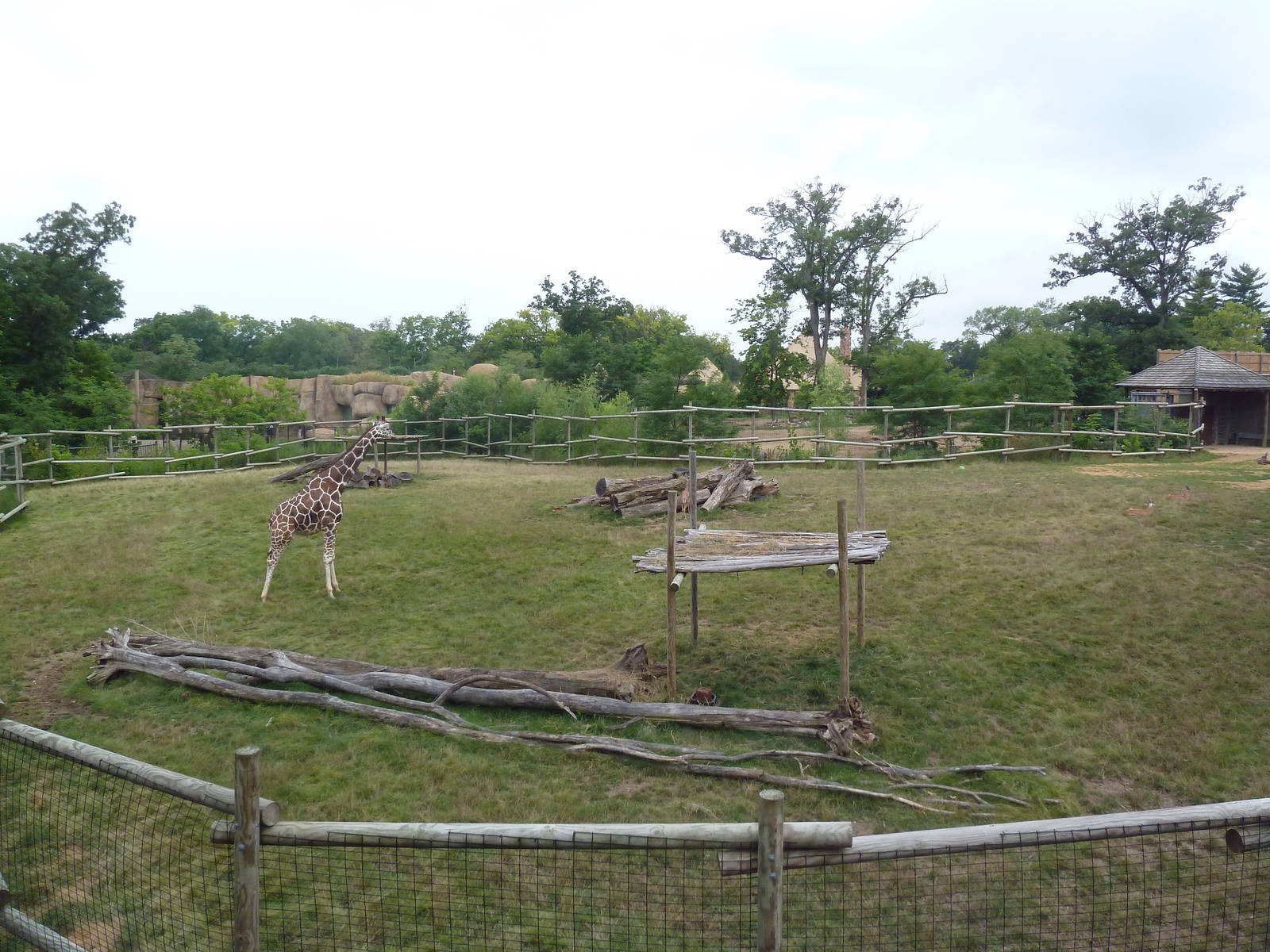 Africa! - Reticulated Giraffe/Gerenuk/Thomson's Gazelle Exhibit