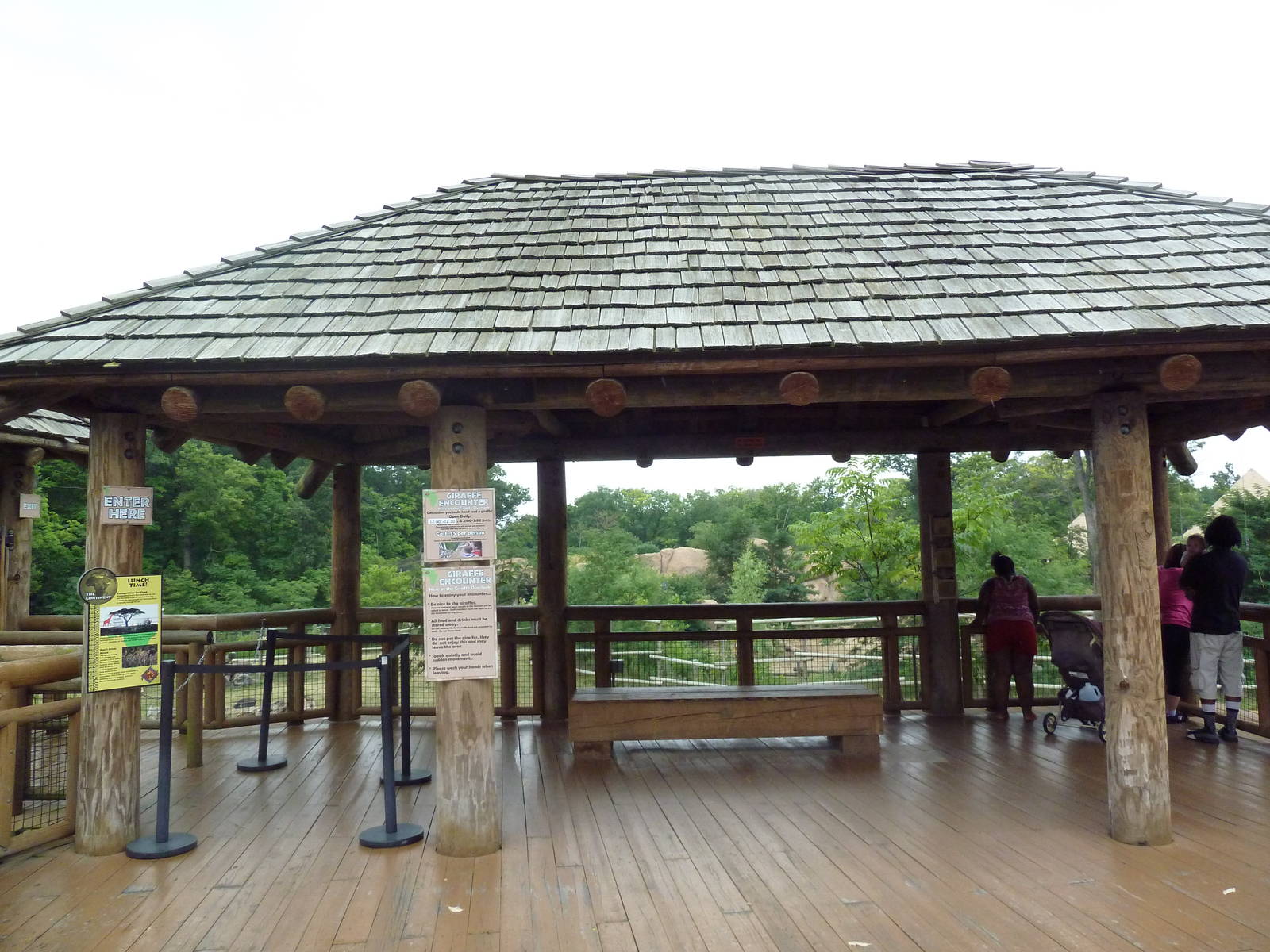 Africa! - Reticulated Giraffe/Gerenuk/Thomson's Gazelle Exhibit