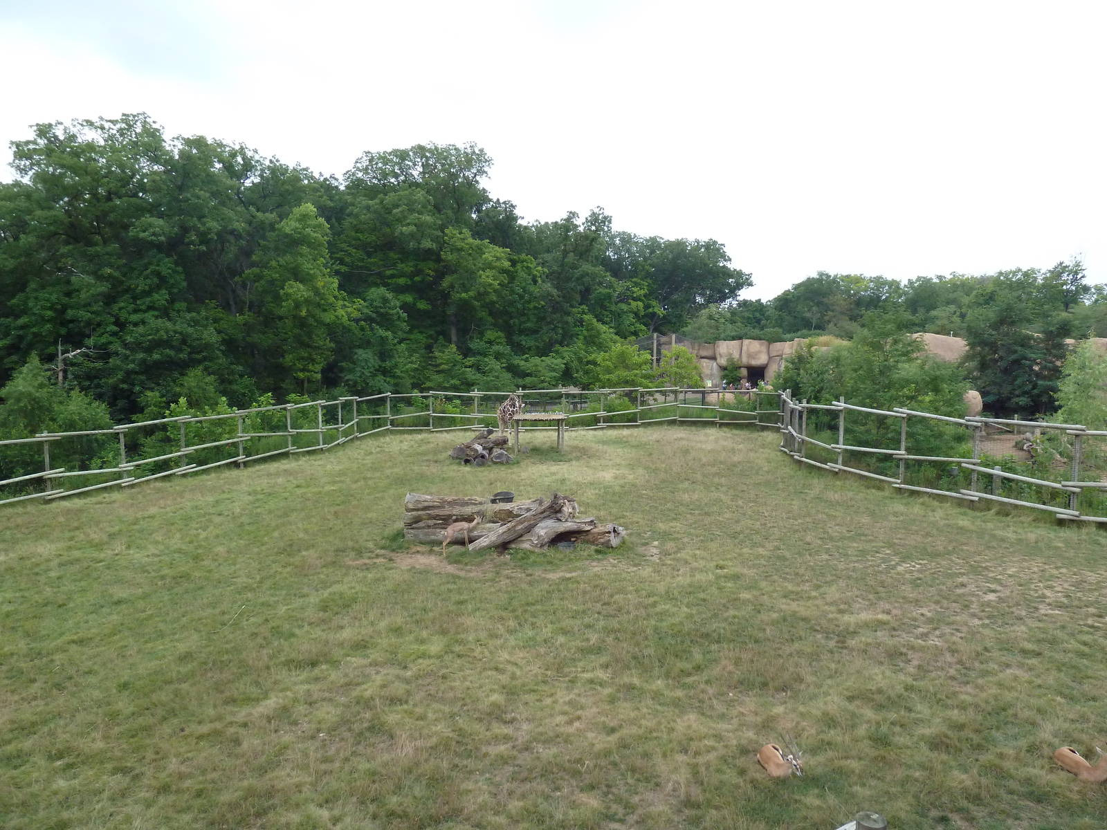 Africa! - Reticulated Giraffe/Gerenuk/Thomson's Gazelle Exhibit