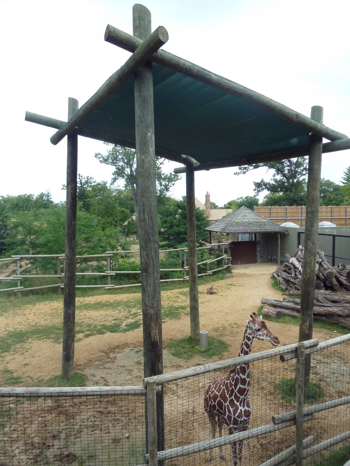 Africa! - Reticulated Giraffe/Gerenuk/Thomson's Gazelle Exhibit