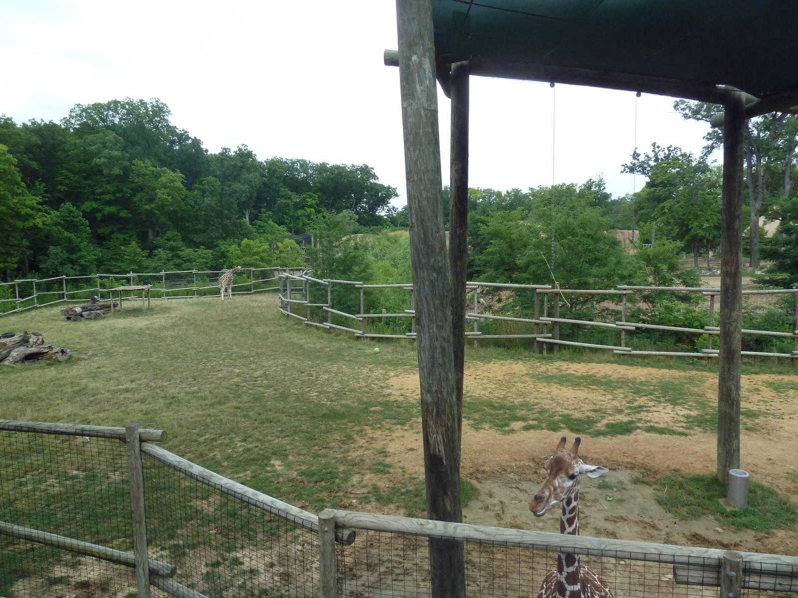 Africa! - Reticulated Giraffe/Gerenuk/Thomson's Gazelle Exhibit