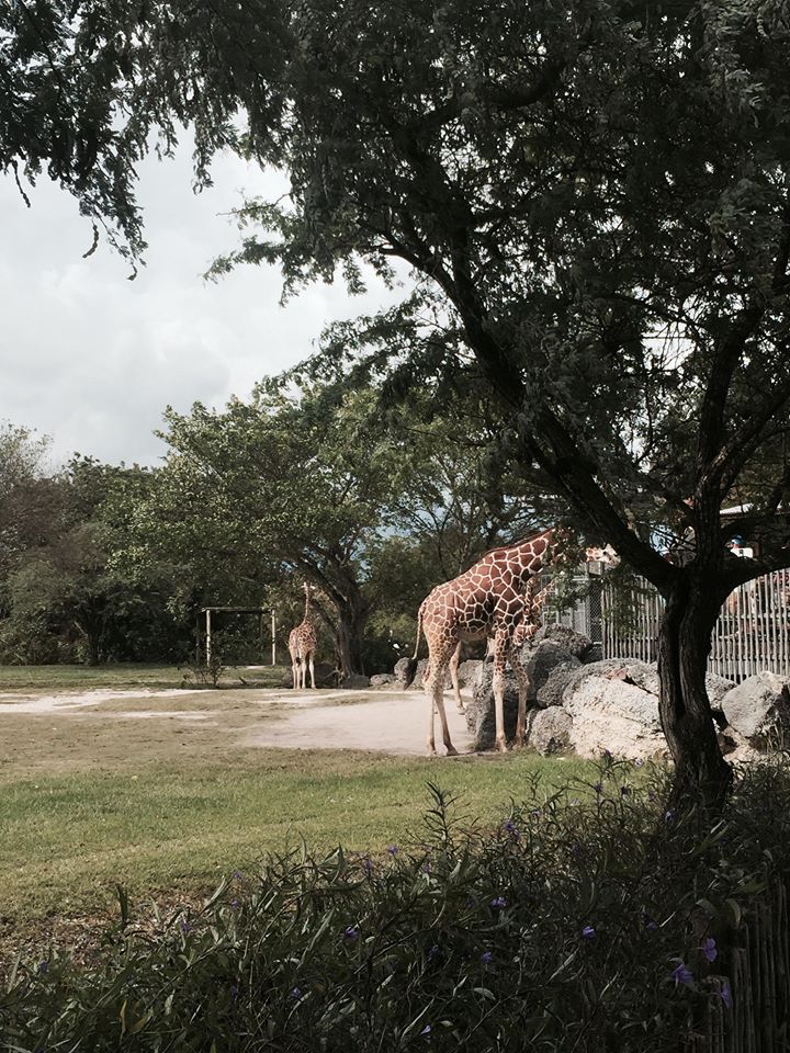 Africa- Reticulated Giraffe/Grant's Zebra/Grant's Gazelle/Ostrich