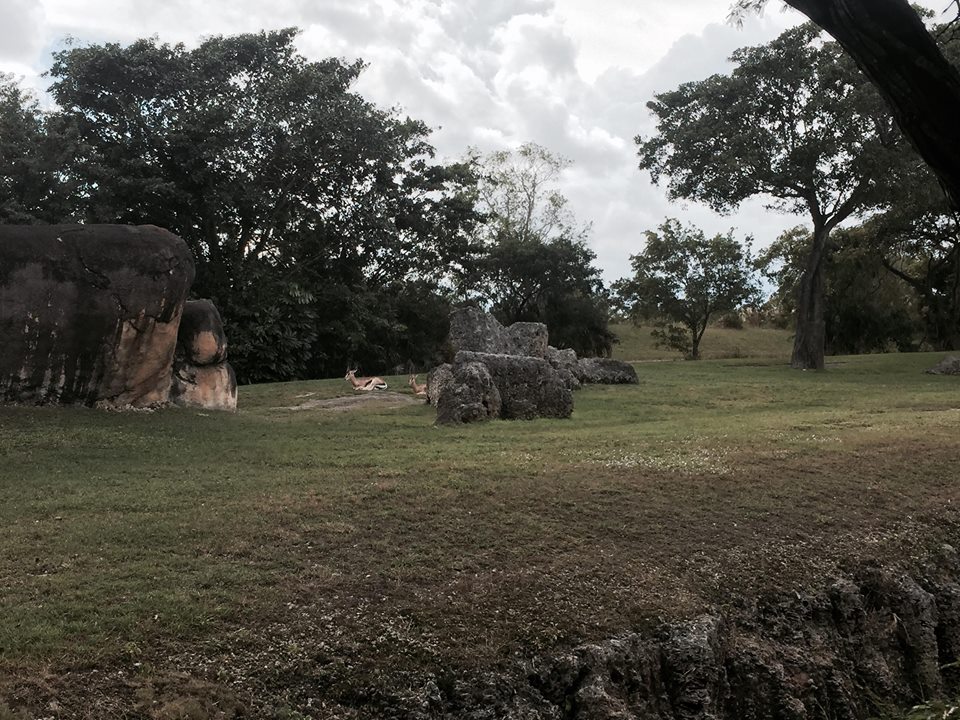 Africa- Reticulated Giraffe/Grant's Zebra/Grant's Gazelle/Ostrich