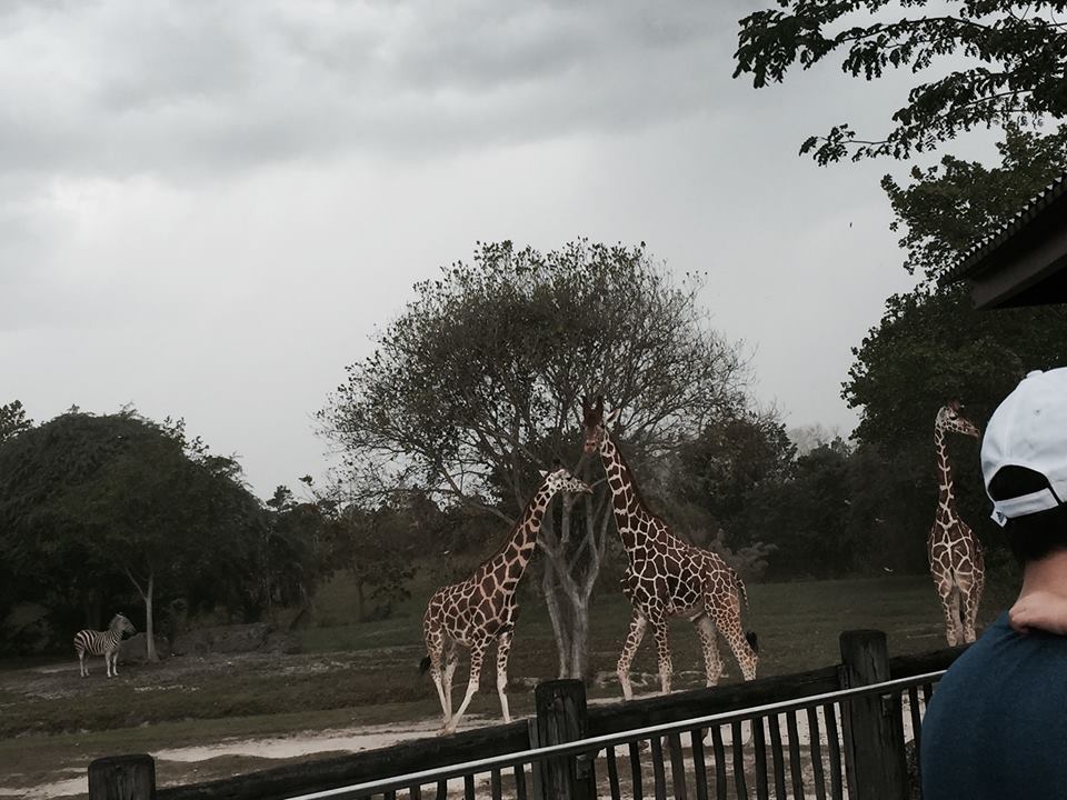 Africa- Reticulated Giraffe/Grant's Zebra/Grant's Gazelle/Ostrich