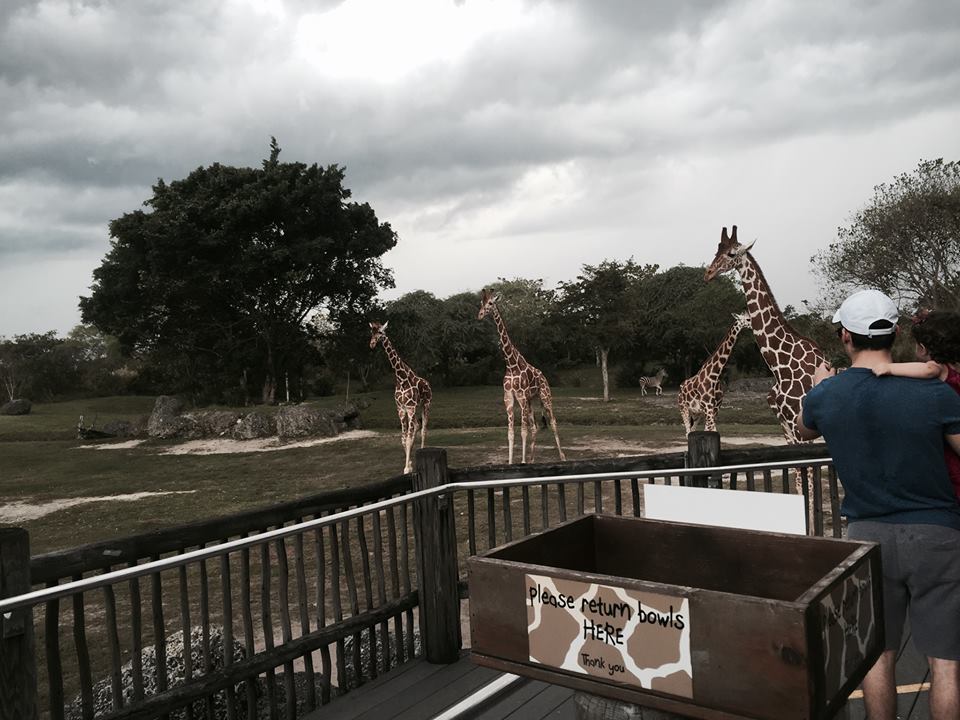 Africa- Reticulated Giraffe/Grant's Zebra/Grant's Gazelle/Ostrich