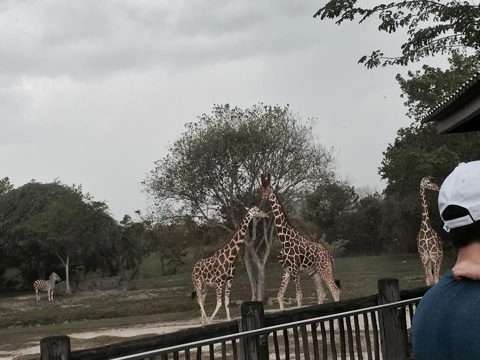 Africa- Reticulated Giraffe/Grant's Zebra/Grant's Gazelle/Ostrich