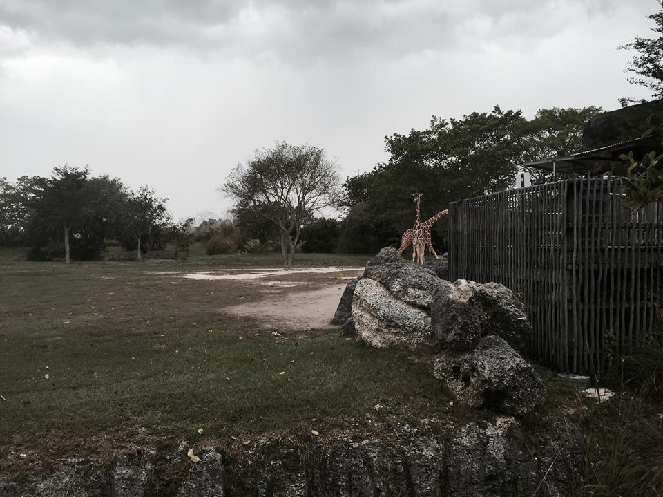 Africa- Reticulated Giraffe/Grant's Zebra/Grant's Gazelle/Ostrich