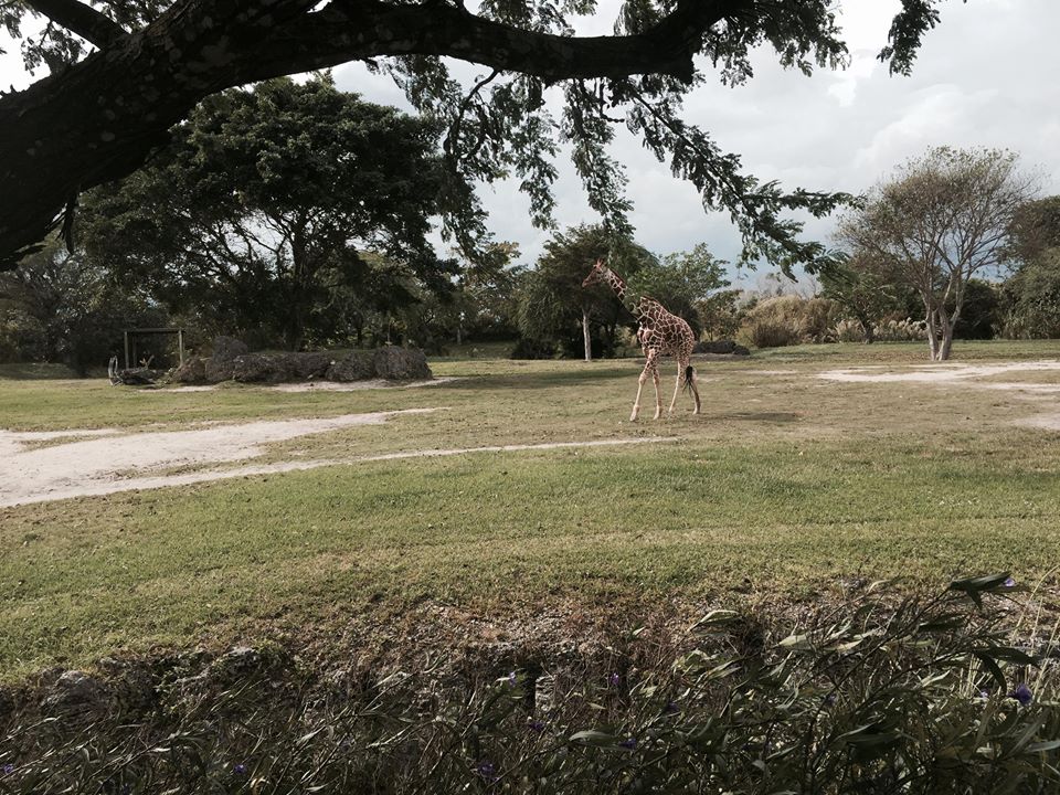 Africa- Reticulated Giraffe/Grant's Zebra/Grant's Gazelle/Ostrich