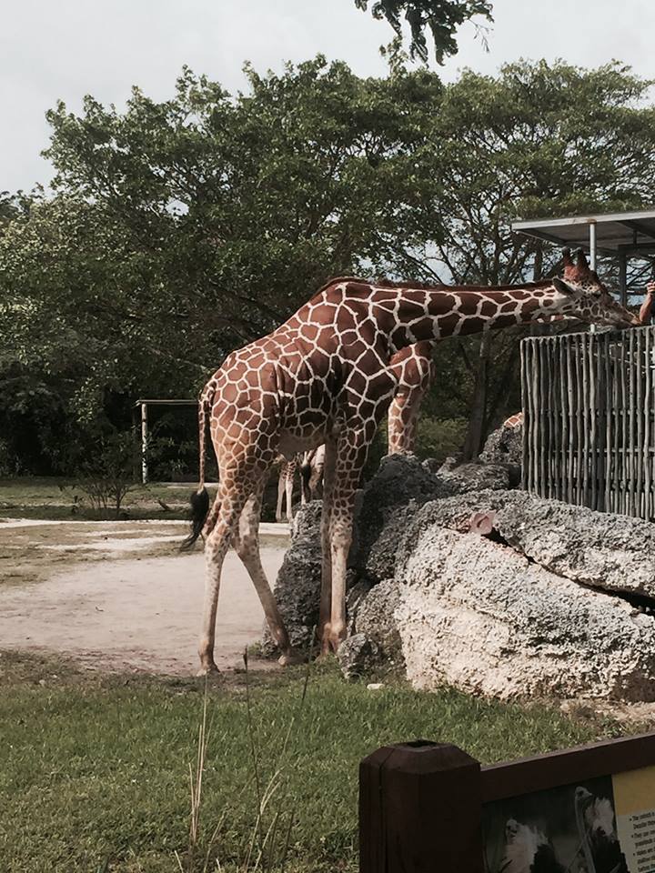 Africa- Reticulated Giraffe/Grant's Zebra/Grant's Gazelle/Ostrich