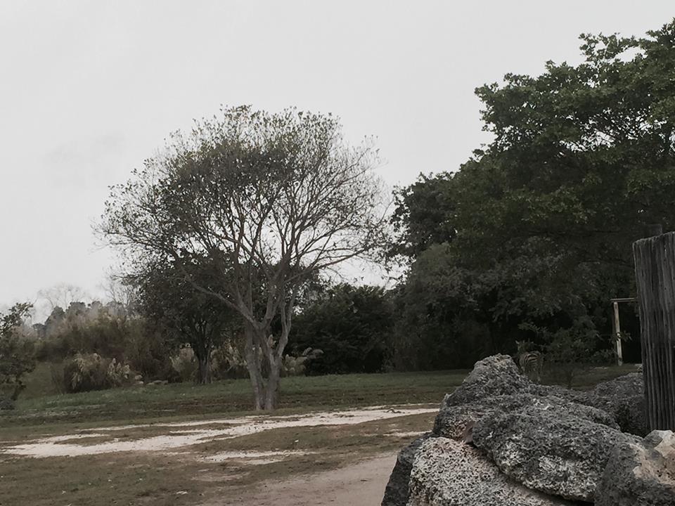 Africa- Reticulated Giraffe/Grant's Zebra/Grant's Gazelle/Ostrich