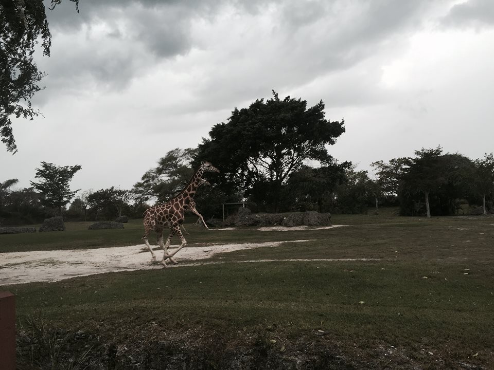 Africa- Reticulated Giraffe/Grant's Zebra/Grant's Gazelle/Ostrich