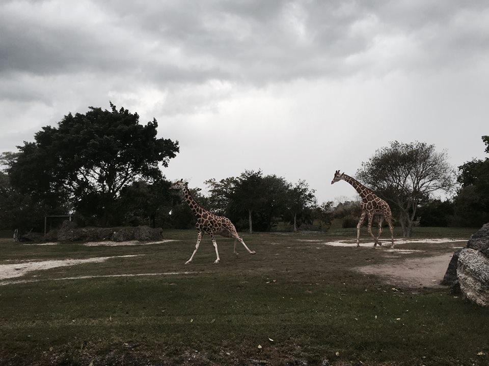 Africa- Reticulated Giraffe/Grant's Zebra/Grant's Gazelle/Ostrich