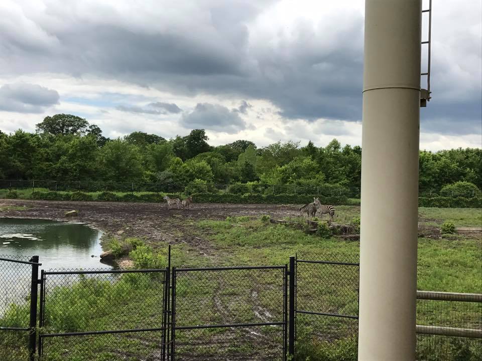 Africa- Reticulated Giraffe, Grant's Zebra, Ostrich