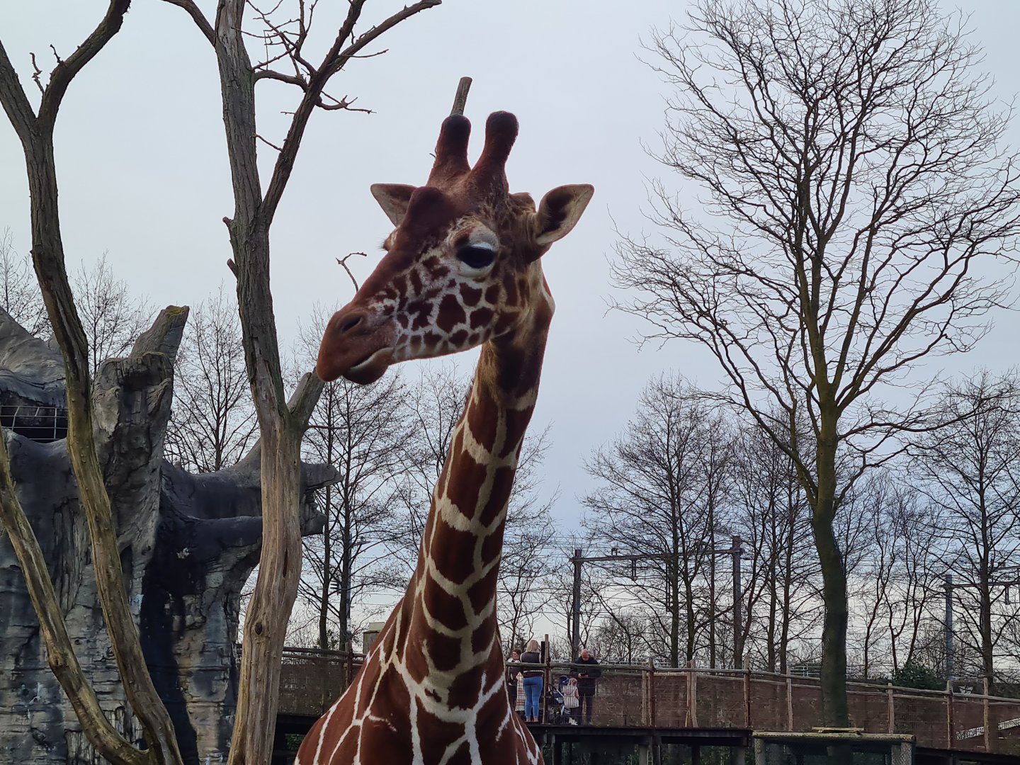 Africa - Reticulated giraffe