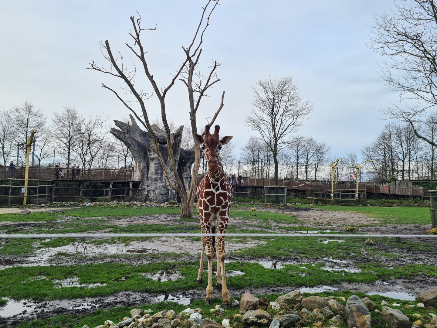 Africa - Reticulated giraffe
