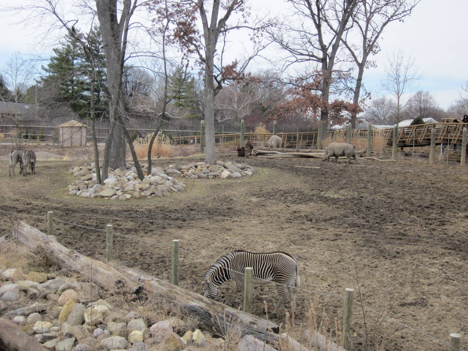 Africa-Rhino and Zebra Yard
