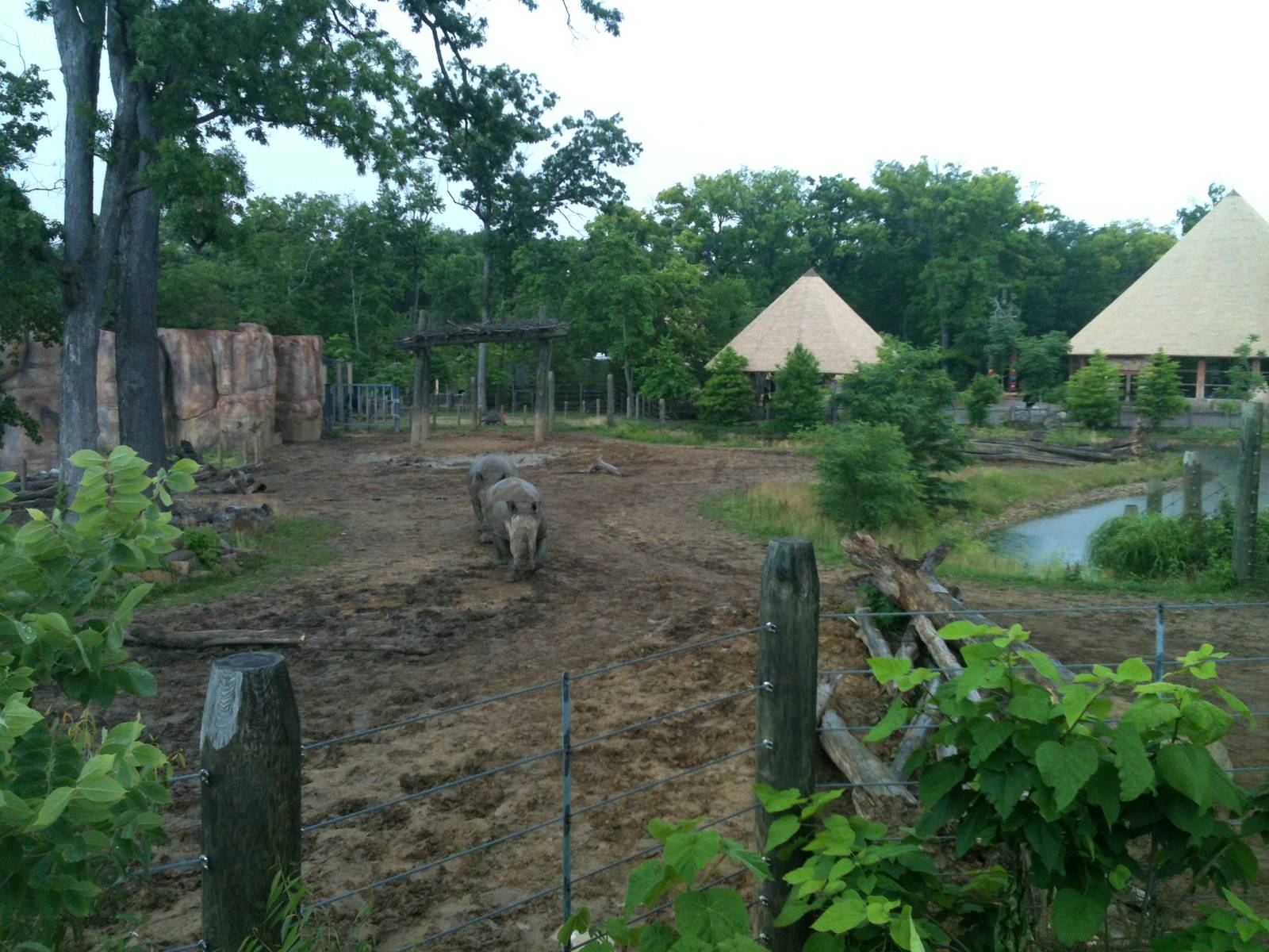 Africa-Rhino and Zebra Yard