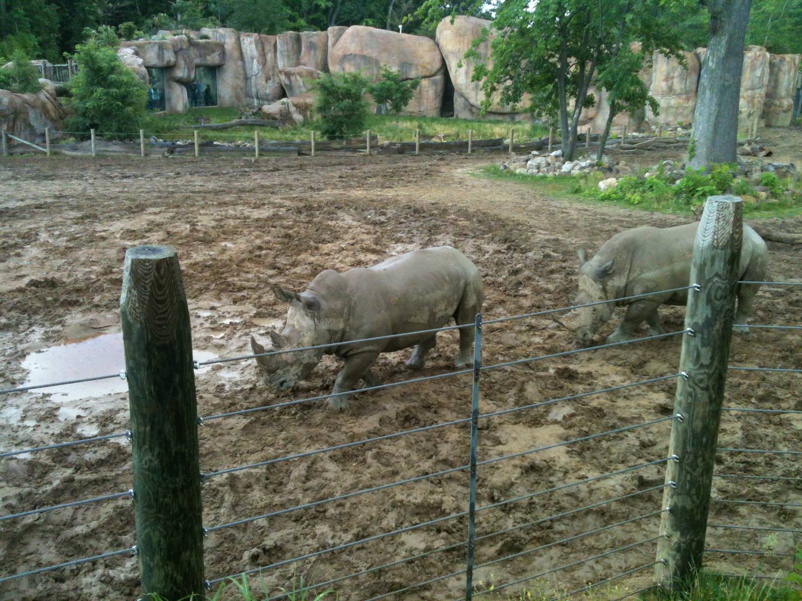 Africa-Rhino and Zebra Yard